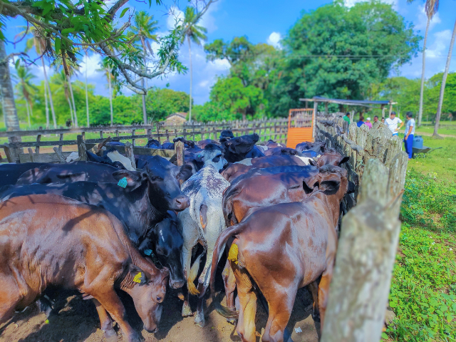 4ª Etapa do Programa Mais Pecuária Brasil é realizada em Alhandra com avanços na melhoria genética de rebanhos