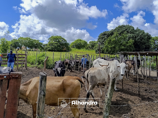 Prefeitura de Alhandra realiza a vacinação contra brucelose em rebanho no território municipal; foram vacinadas fêmeas entre 3 e 8 meses de idade

