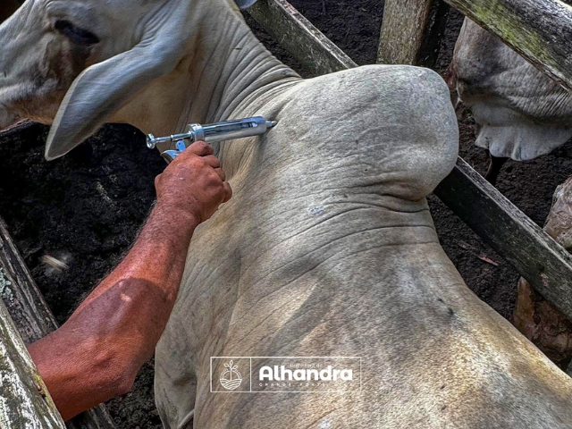 Prefeitura de Alhandra vacina contra a febre aftosa rebanho no território municipal
