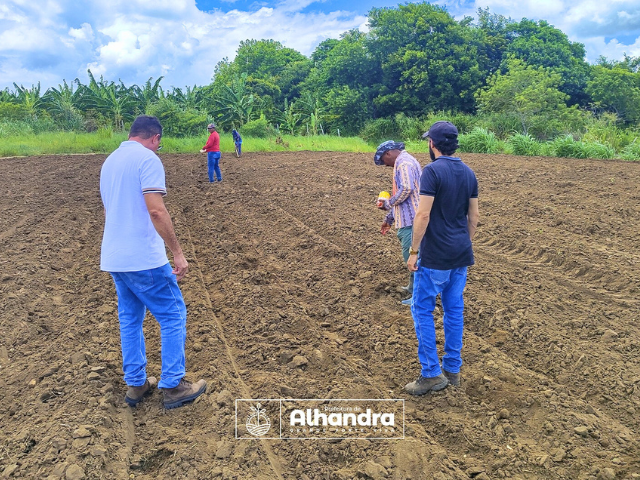Prefeitura de Alhandra acompanha plantio das sementes de milho que foram distribuídas aos agricultores; colheita será no período junino