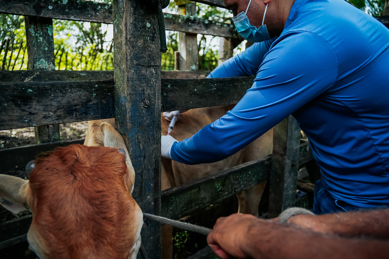 Alhandra inicia quarto ano de vacinação contra a brucelose na zona rural